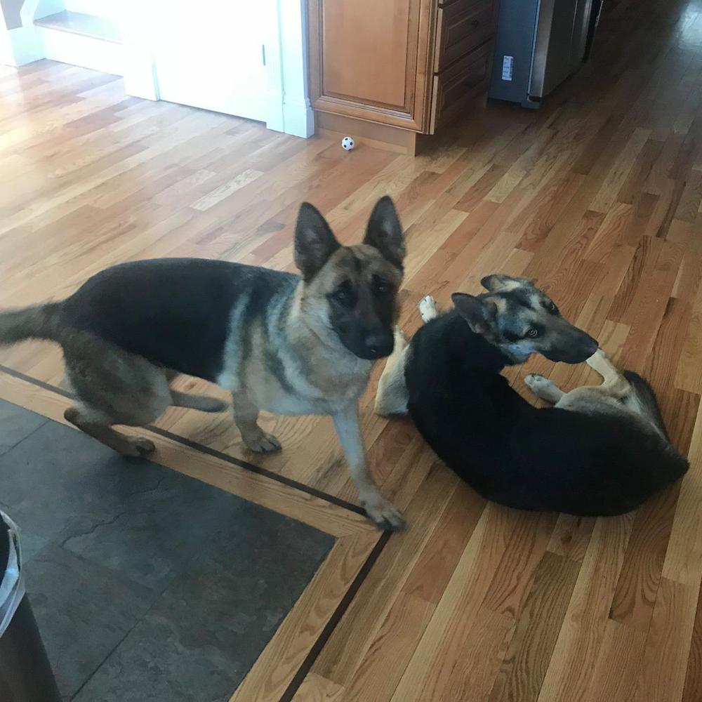 Meet your Posher, Duke